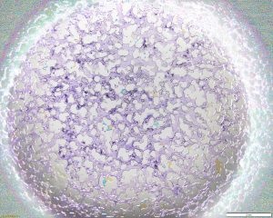 Microfluidics flow experiment with lab-on-chip technology.