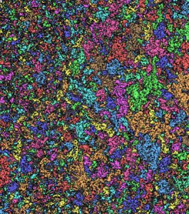 Liquid displacement: Pattern formed by one liquid displacing another in a flat, porous medium. In this experiment, every continous area of liquid has its own colour.
